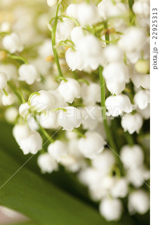 lilies of the valley   22925313