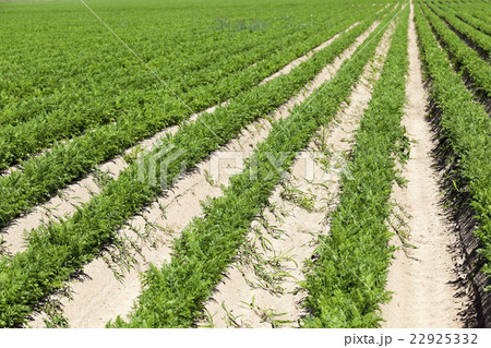 Field with carrot   22925332