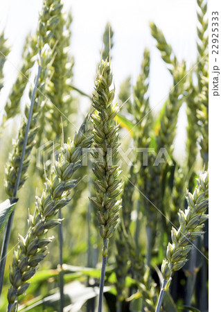 agricultural field wheat   22925333