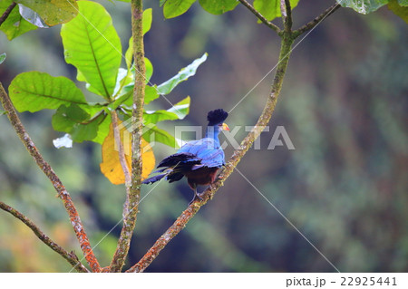 カンムリエボシドリ 22925441