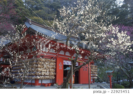 荏柄天神社の梅 22925451