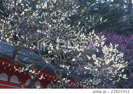 荏柄天神社の梅 22925452