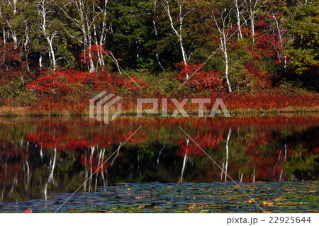 一沼の紅葉 一沼の紅葉 22925644