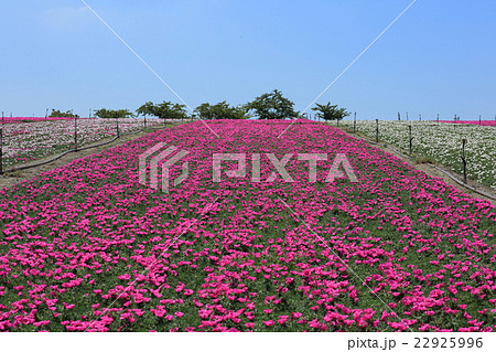 花ひろば 花ひろば 22925996