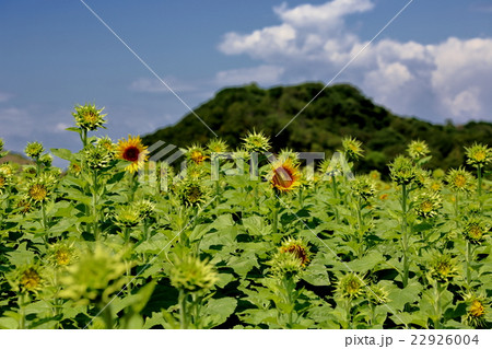 花ひろば 22926004