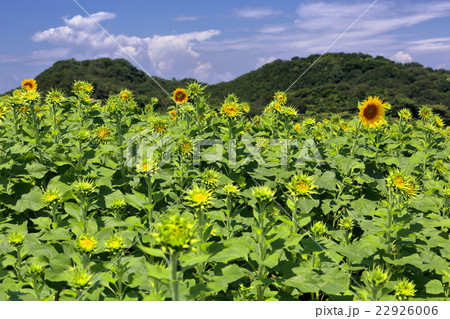 花ひろば 花ひろば 22926006