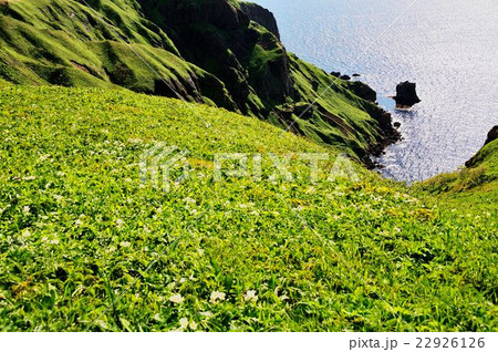 利尻礼文ツア－行 22926126