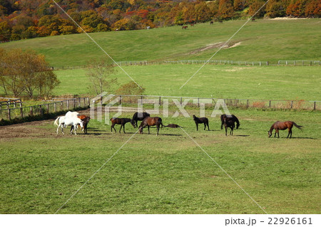 北海道　日高の紅葉と馬 22926161