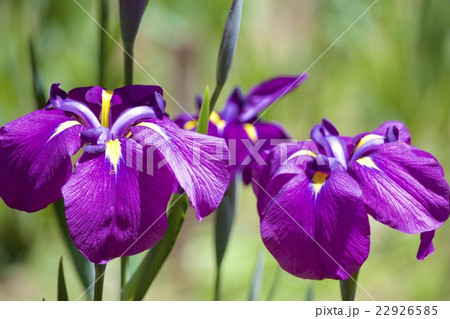 明治神宮の花菖蒲 明治神宮の花菖蒲 22926585