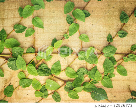 野草 野草 22926772
