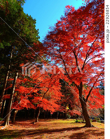 鷺森神社参道の紅葉 22926854