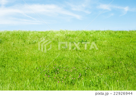 野原背景の写真素材