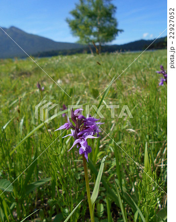 ハクサンチドリと燧ケ岳 ハクサンチドリと燧ケ岳 22927052