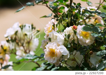 White roses plant 22927200