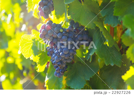 bunch of grapes at vineyards plant 22927226