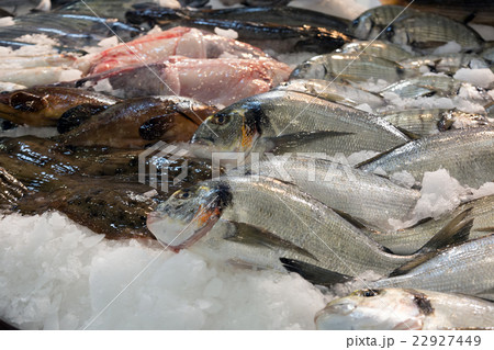 Raw fresh gilt-head bream fish 22927449