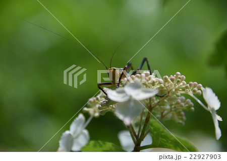 トノサマバッタ トノサマバッタ 22927903