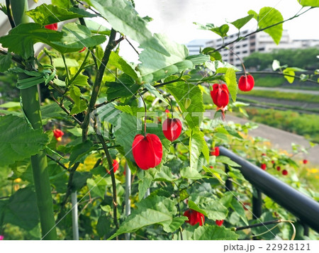 チロリアンランプ チロリアンランプ 22928121