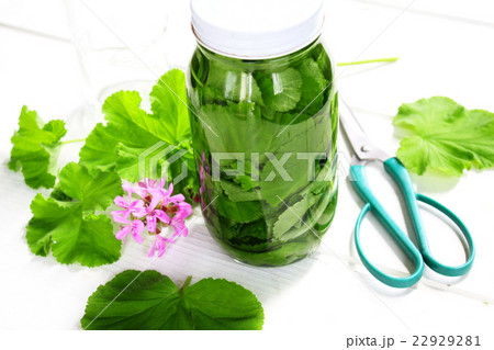 ハーブを使って防虫剤を作る ハーブを使って防虫剤を作る 22929281