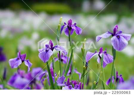 花菖蒲 花菖蒲 22930063