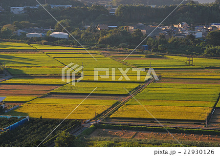 みかん畑から見下ろす水田 収穫時期 みかん畑から見下ろす水田 収穫時期 22930126