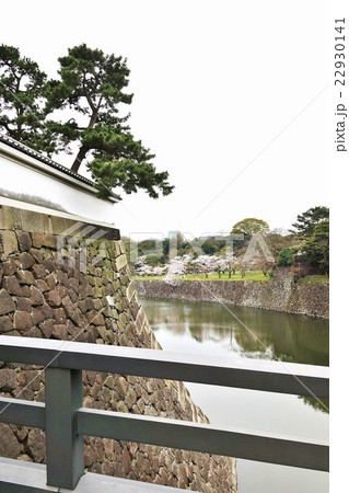 東京名所案内桜スポット・皇居北桔橋から見渡す乾通りの桜と皇居の城壁と乾濠・縦位置 22930141
