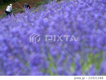 ラベンダー摘み 22931388