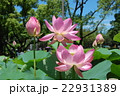 蓮の花 22931389