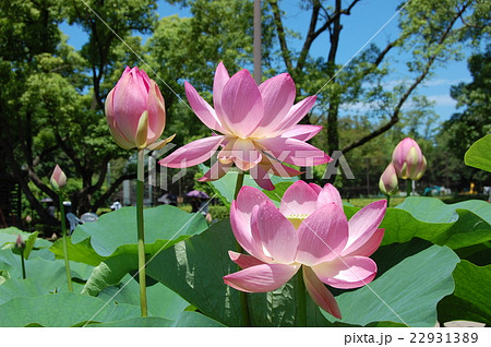 蓮の花 22931389