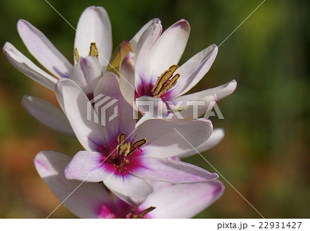 イキシア 22931427