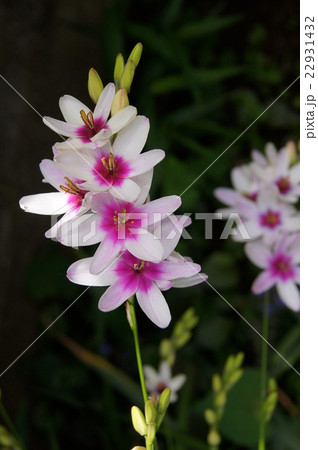 庭に咲くイキシア 22931432