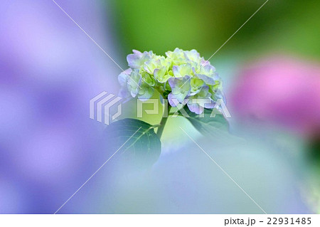紫陽花 紫陽花 22931485