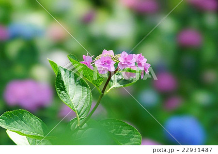 紫陽花 紫陽花 22931487