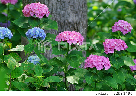 紫陽花 22931490