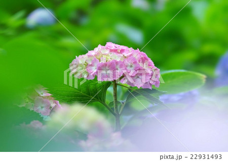 紫陽花 22931493