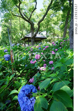 藤森神社の紫陽花 藤森神社の紫陽花 22931527