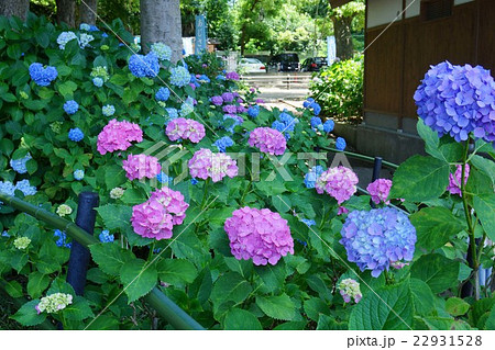 紫陽花 22931528