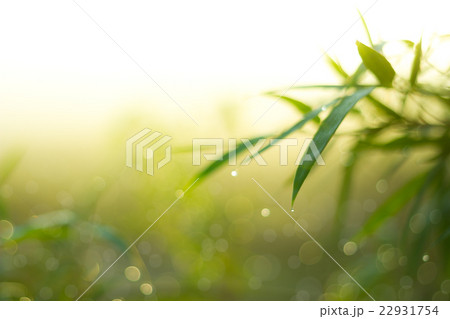 Twinkling lights blurred natural bokeh Twinkling lights blurred natural bokeh 22931754