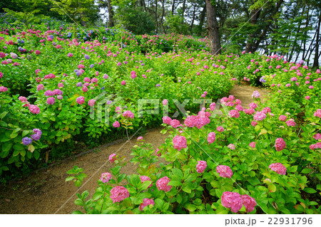 紫陽花が咲く散策路 紫陽花が咲く散策路 22931796