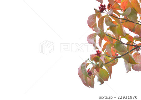 ハナミズキの実と紅葉　白色背景 22931970