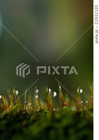 苔と水滴 苔と水滴 22932105