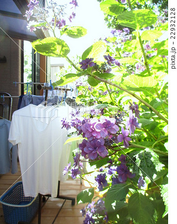 梅雨の合間の晴れ間　洗濯物と紫陽花 22932128
