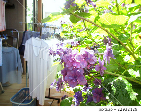 梅雨の合間の晴れ間　洗濯物と紫陽花 22932129