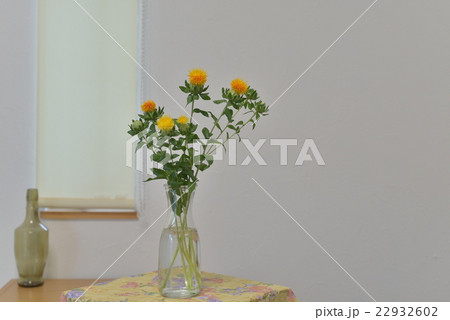 窓辺の花 紅花 22932602