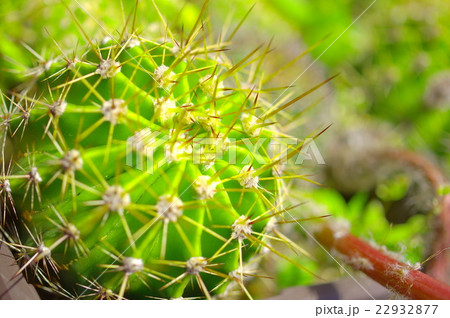 サボテン 22932877