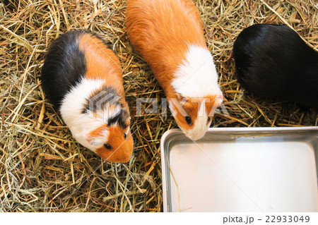 旭山動物園 子ども牧場のモルモット 22933049