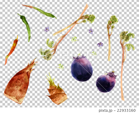 京野菜 京野菜 22933160