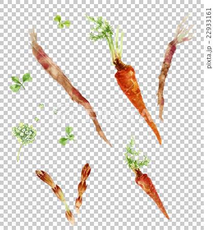 京野菜 京野菜 22933161