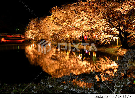 竜ケ池の夜桜 竜ケ池の夜桜 22933178