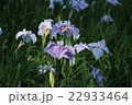 花しょうぶ 22933464